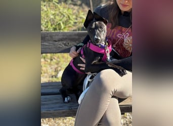 Pia (Spanien) – liebevolle und aufgeweckte Seele sucht ihre Menschen