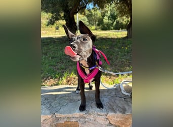 Pia (Spanien) – liebevolle und aufgeweckte Seele sucht ihre Menschen