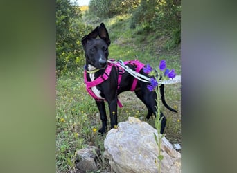 Pia (Spanien) – liebevolle und aufgeweckte Seele sucht ihre Menschen