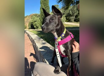 Pia (Spanien) – liebevolle und aufgeweckte Seele sucht ihre Menschen