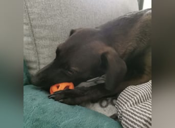 Jimmy braucht ein neues Zuhause