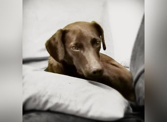 Jimmy braucht ein neues Zuhause