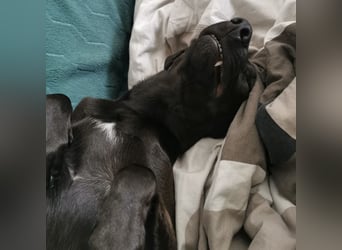 Jimmy braucht ein neues Zuhause