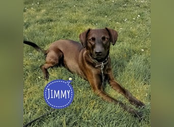 Jimmy braucht ein neues Zuhause
