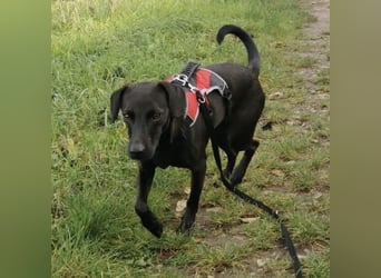 Jimmy braucht ein neues Zuhause