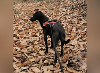 Jimmy braucht ein neues Zuhause