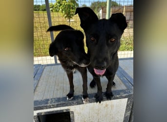 Felix ein fröhlicher Hund mit schlimmer Vergangenheit