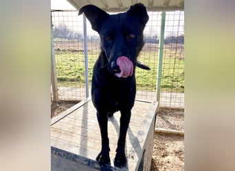 Felix ein fröhlicher Hund mit schlimmer Vergangenheit