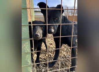 Felix ein fröhlicher Hund mit schlimmer Vergangenheit