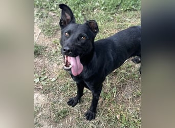 Felix ein fröhlicher Hund mit schlimmer Vergangenheit