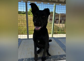 Felix ein fröhlicher Hund mit schlimmer Vergangenheit