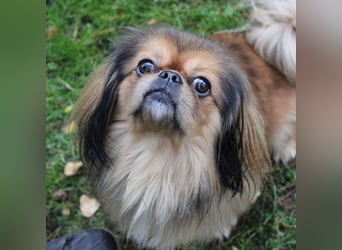 Rudolf, Pekinese, geb. 2024, su. ruhiges Zuhause