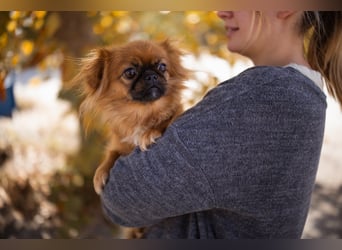 Pekinesen Dame Mia sucht ihre Familie ❤ Pekinesen Dame Mia sucht ihre Familie ❤