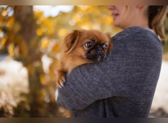 Pekinesen Dame Mia sucht ihre Familie ❤ Pekinesen Dame Mia sucht ihre Familie ❤