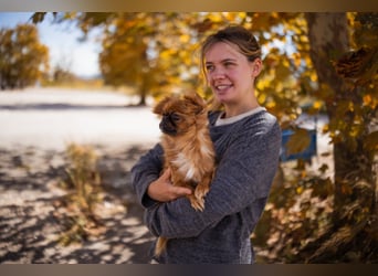 Pekinesen Dame Mia sucht ihre Familie ❤ Pekinesen Dame Mia sucht ihre Familie ❤