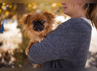 Pekinesen Dame Mia sucht ihre Familie ❤ Pekinesen Dame Mia sucht ihre Familie ❤