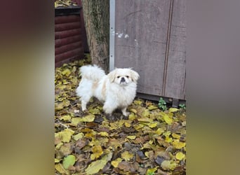 Athos, hübscher Pekinesen Rüde geb. 2024