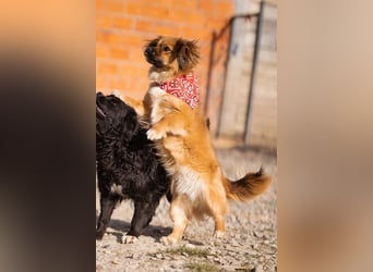 Čupkica ❤️ liebe, kuschlige Zuckerschnute