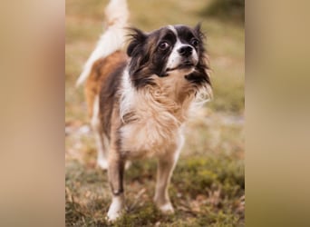 Klein ♥ Charlie ♥ lieber treuer Pekinesen-Mix-Bub