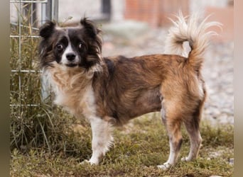 Klein ♥ Charlie ♥ lieber treuer Pekinesen-Mix-Bub