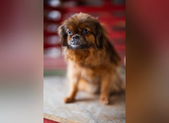 Sanfte ♥Pixie♥ kleine feine kuschelige Pekinesen-Mix-Hündin