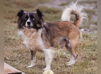 Klein Charlie ♥️ lieber Pekinesen-Mix-Bub