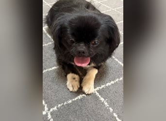 Feiner kleiner ♥Fleki♥ mag auch Katzen