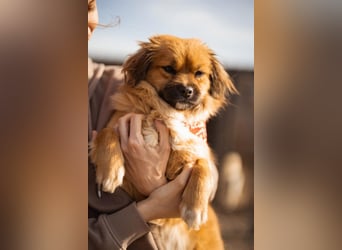 Čupkica ❤️ liebe, kuschlige Zuckerschnute
