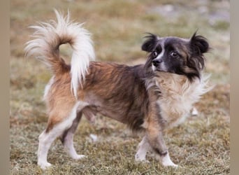 Klein ♥ Charlie ♥ lieber treuer Pekinesen-Mix-Bub