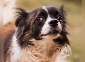 Klein Charlie ♥️ lieber Pekinesen-Mix-Bub