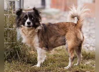 Klein Charlie ♥️ lieber Pekinesen-Mix-Bub