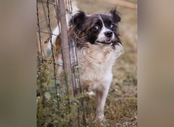Klein Charlie ♥️ lieber Pekinesen-Mix-Bub