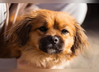 Čupkica ❤️ liebe, kuschlige Zuckerschnute