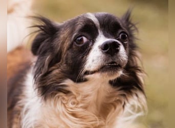Klein ♥ Charlie ♥ lieber treuer Pekinesen-Mix-Bub