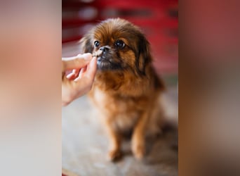 Sanfte ♥Pixie♥ kleine feine kuschelige Pekinesen-Mix-Hündin