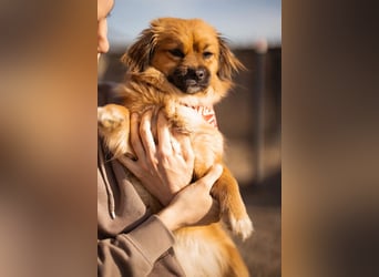 Čupkica ❤️ liebe, kuschlige Zuckerschnute