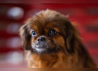 Sanfte ♥Pixie♥ kleine feine kuschelige Pekinesen-Mix-Hündin