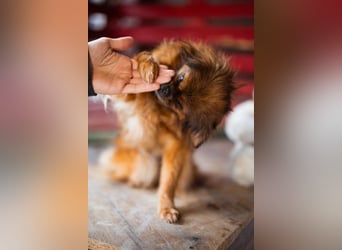 Sanfte ♥Pixie♥ kleine feine kuschelige Pekinesen-Mix-Hündin