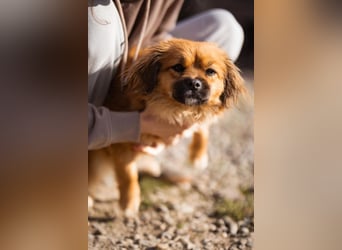 Čupkica ❤️ liebe, kuschlige Zuckerschnute