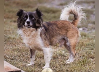 Klein ♥ Charlie ♥ lieber treuer Pekinesen-Mix-Bub