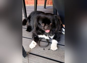 Feiner kleiner ♥Fleki♥ mag auch Katzen