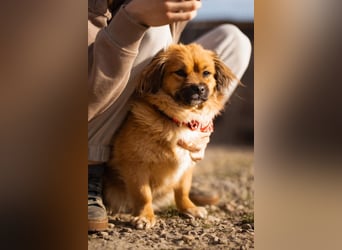 Čupkica ❤️ liebe, kuschlige Zuckerschnute