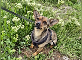 Kleine Gina sucht ein verständnisvolles Zuhause