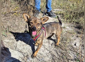 Gina sucht ein verständnisvolles Zuhause