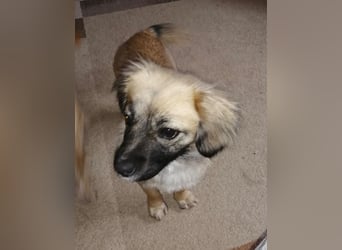 Elena, zuckersüß, verspielt und neugierig