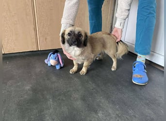 Elena, zuckersüß, verspielt und neugierig