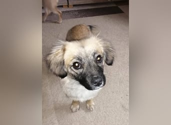 Elena, zuckersüß, verspielt und neugierig