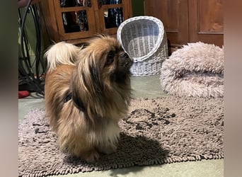 Bogyo liebt die Gesellschaft mit Katzen