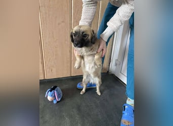 Elena, zuckersüß, verspielt und neugierig