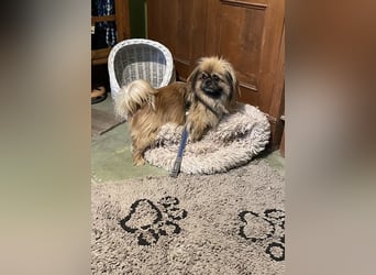 Bogyo liebt die Gesellschaft mit Katzen